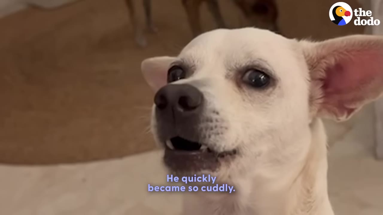 A close-up of a small white dog looking up with an expressive face and slightly open mouth.