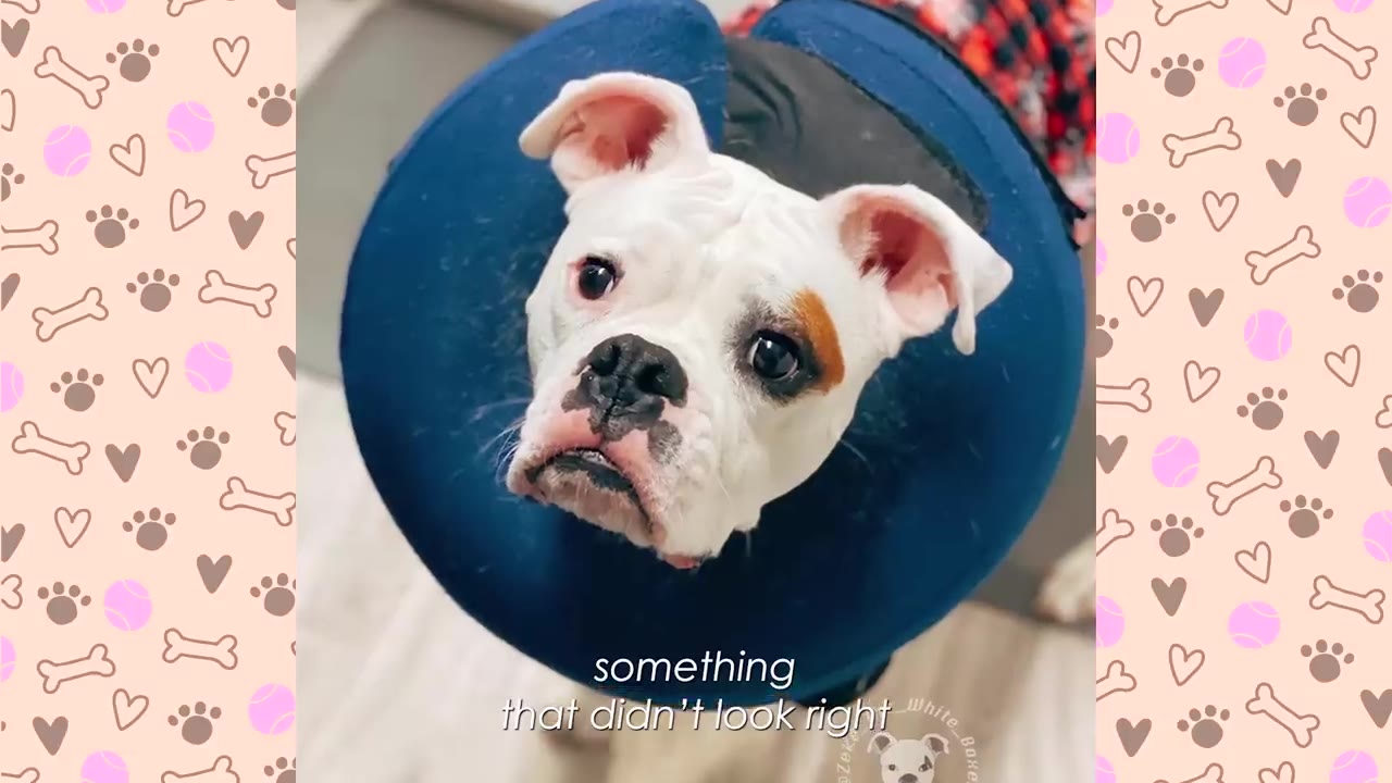 A white boxer puppy wearing a blue protective medical collar looks up sadly.