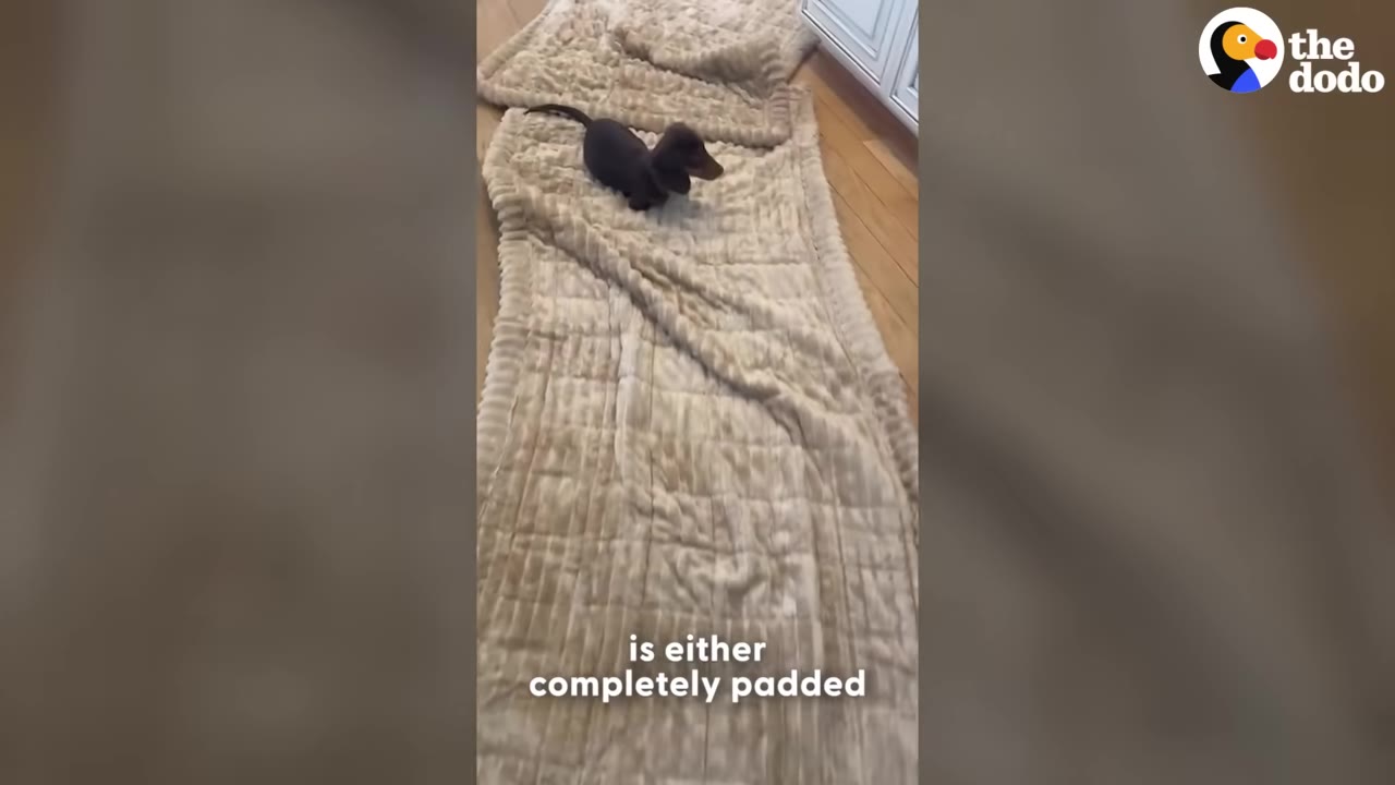 A small dachshund puppy walks along a long, thick, beige padded blanket laid out over a hardwood floor hallway.