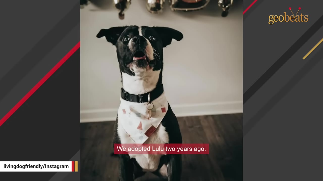 A black and white dog wearing a bandana looks up with wide eyes and an open mouth.