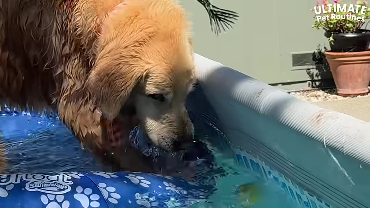 A golden retriever dog steps into a blue backyard swimming pool.