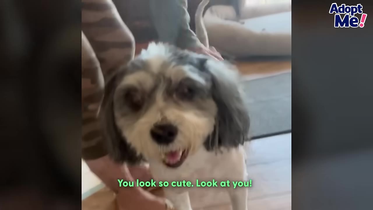 A close-up of a freshly groomed, small black and white dog looking happy and cute with a caption that reads, 'You look so cute. Look at you!'