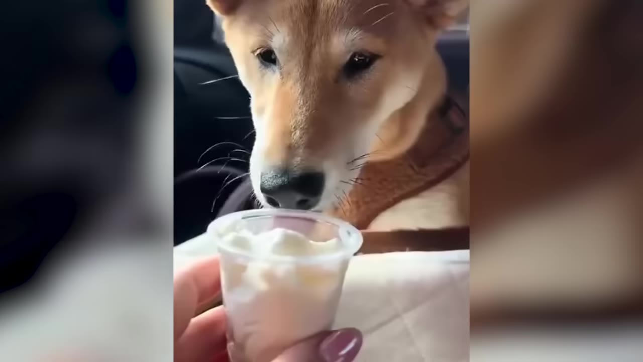 A tan and white Shiba Inu dog looks down at a small cup of whipped cream held by a person's hand inside a car.
