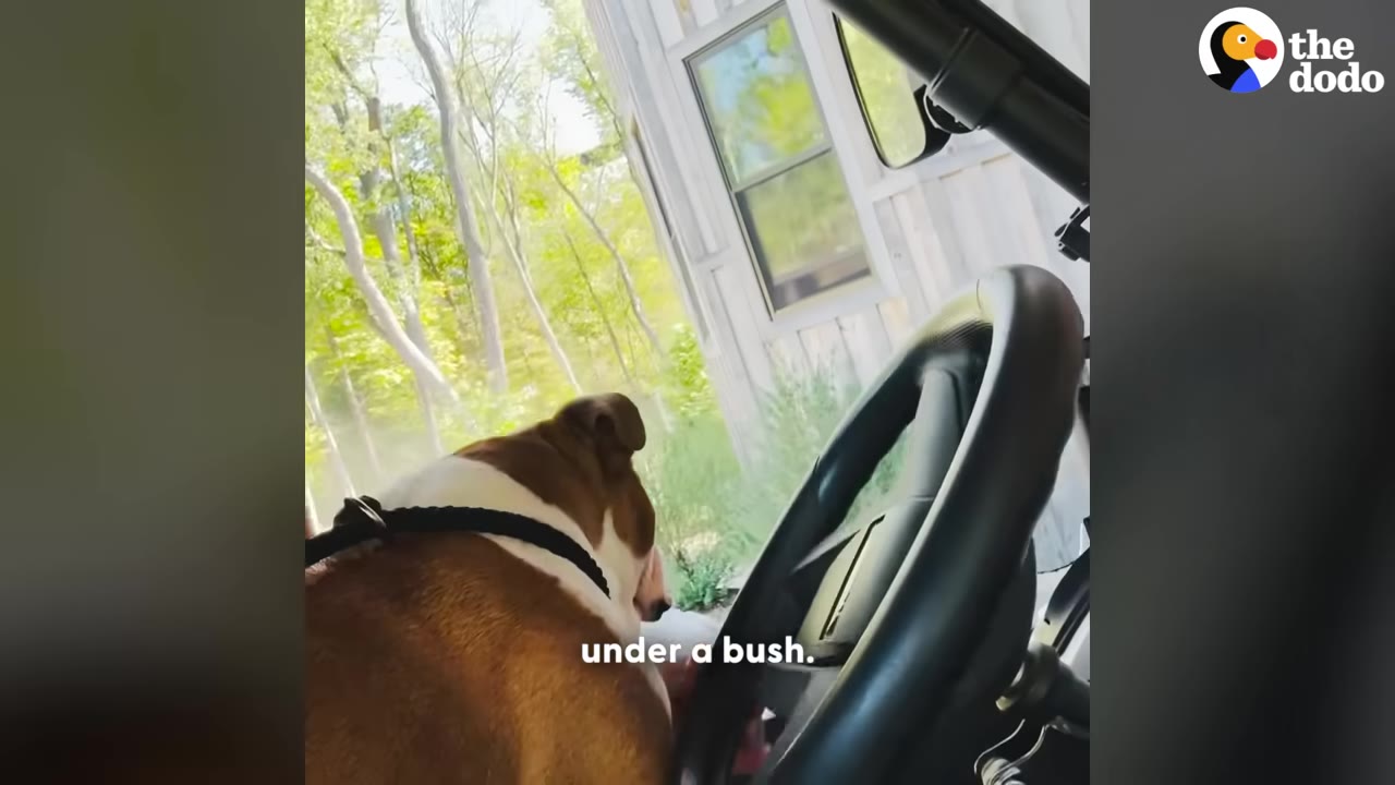 A brown and white bulldog looks out from the passenger side of a vehicle towards a wooded area near a building.