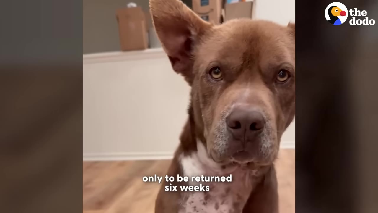 A close-up shot of a brown dog with white markings on its chest, looking directly at the camera with a sad expression.
