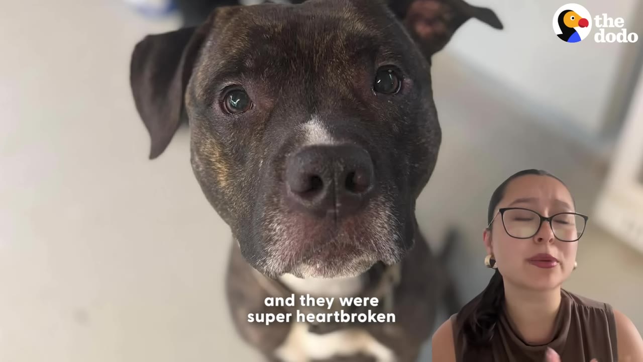 A close-up of a brindle dog looking directly at the camera, with a picture-in-picture of a woman with glasses looking sad with her eyes closed, accompanied by the subtitle 'and they were super heartbroken'.