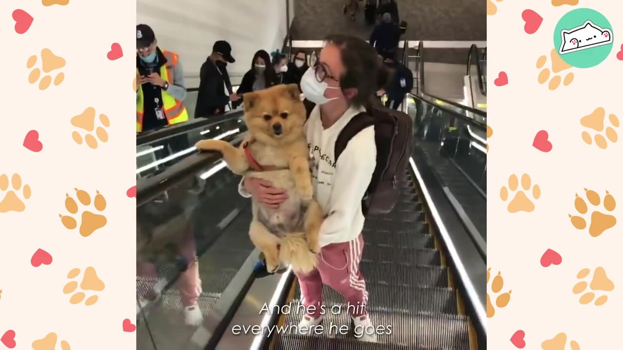A woman wearing a face mask holds a fluffy brown dog in her arms as they ride down an escalator, while people in the background look on.