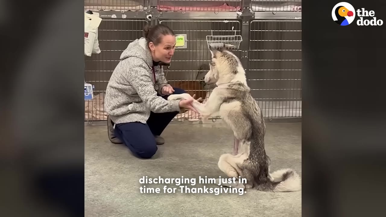 A woman in a grey hoodie kneels on a clinic floor, holding the paw of a husky dog who is sitting upright and shaking hands with her.