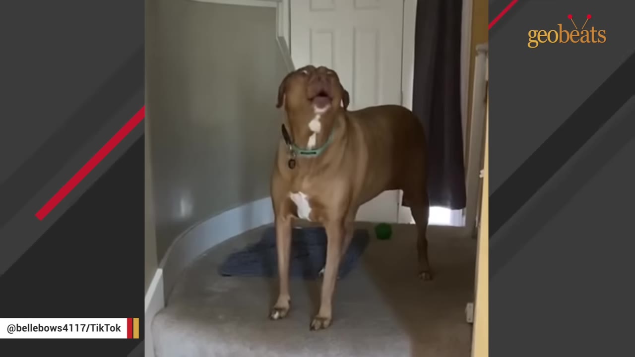 A brown dog with a white chest patch and a green collar stands on a carpeted landing, looking up with its mouth open as if howling.