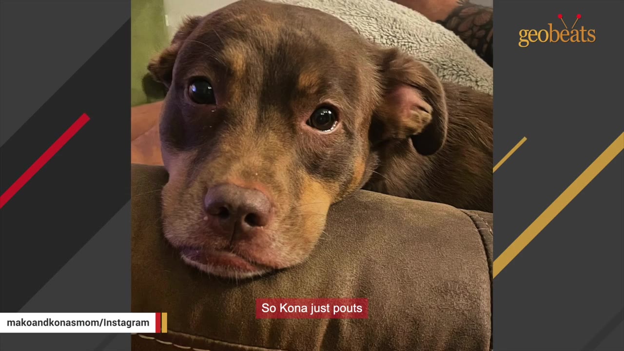 A close-up of a brown and tan dog resting its chin on a brown couch cushion with a sad expression.