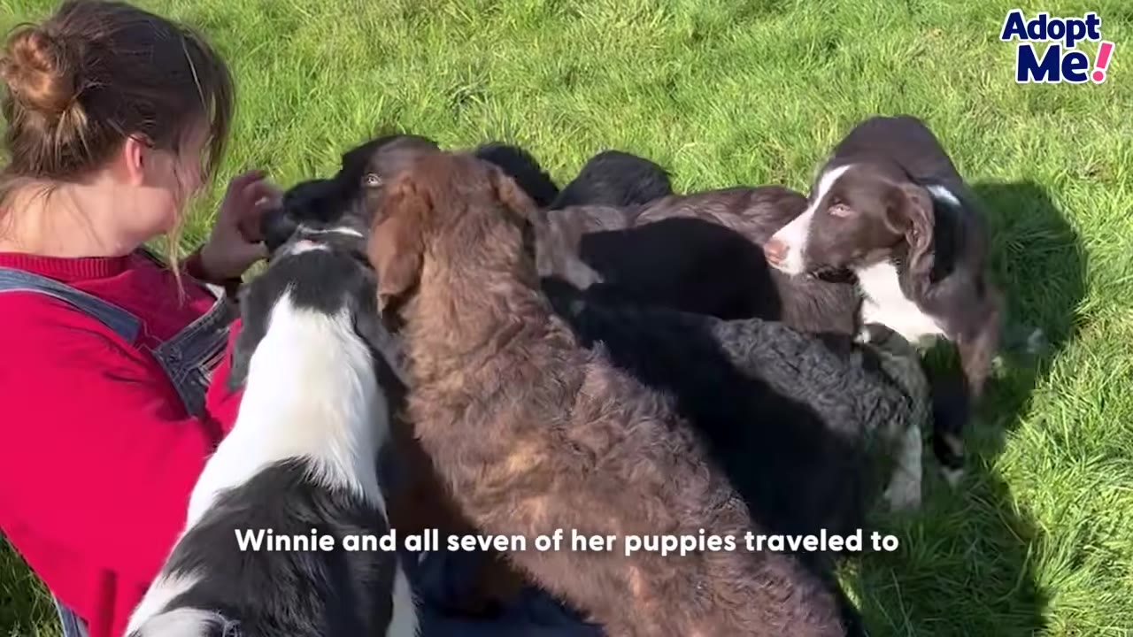 A woman in a red sweater and denim overalls sits on a grassy field, surrounded by a group of puppies and a mother dog.
