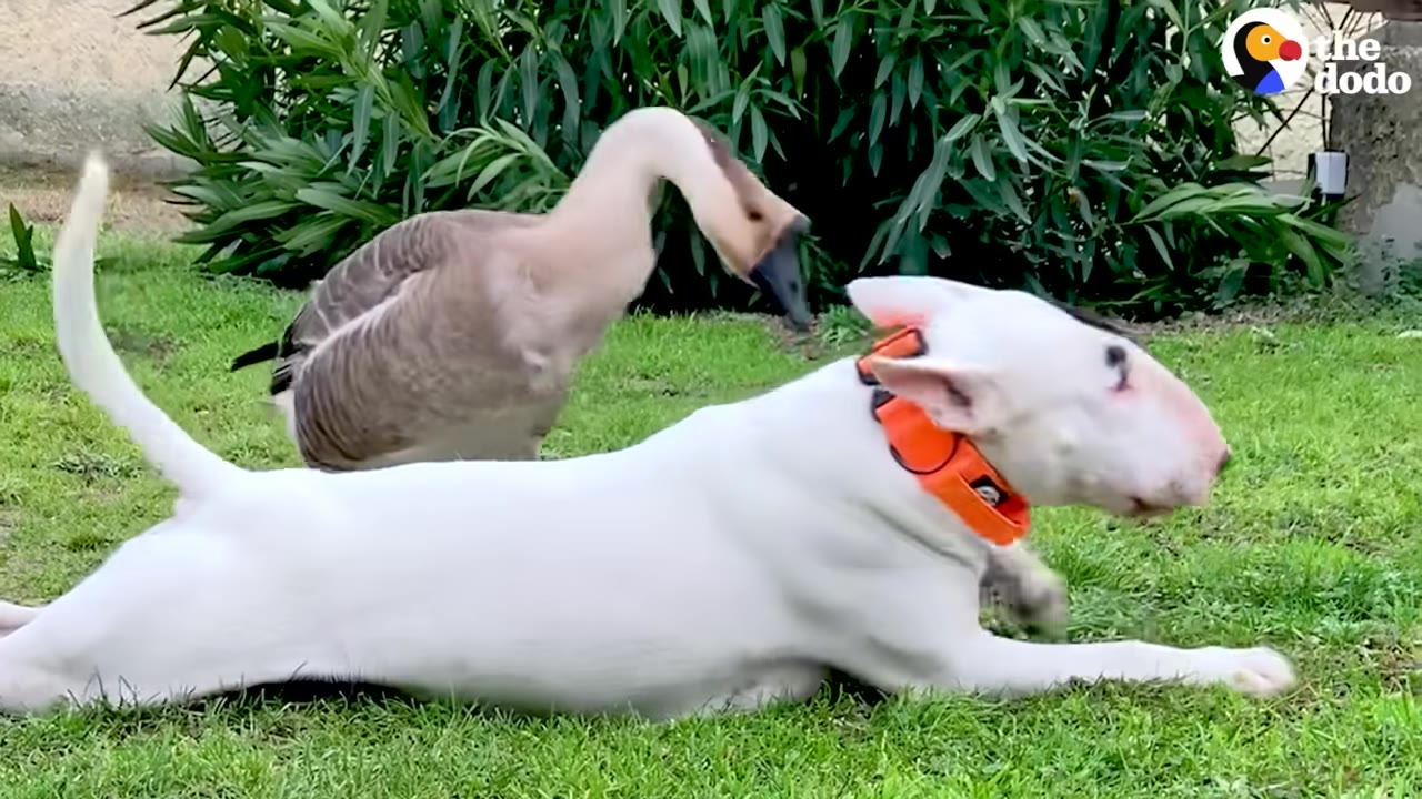 A white bull terrier with an orange collar lies on the grass while a brown and white goose stands behind it, leaning its head forward.
