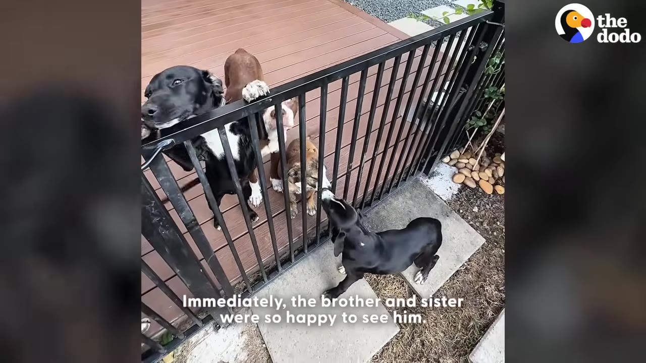 Several dogs eagerly greeting a black dog through the bars of a black metal fence on a wooden deck.
