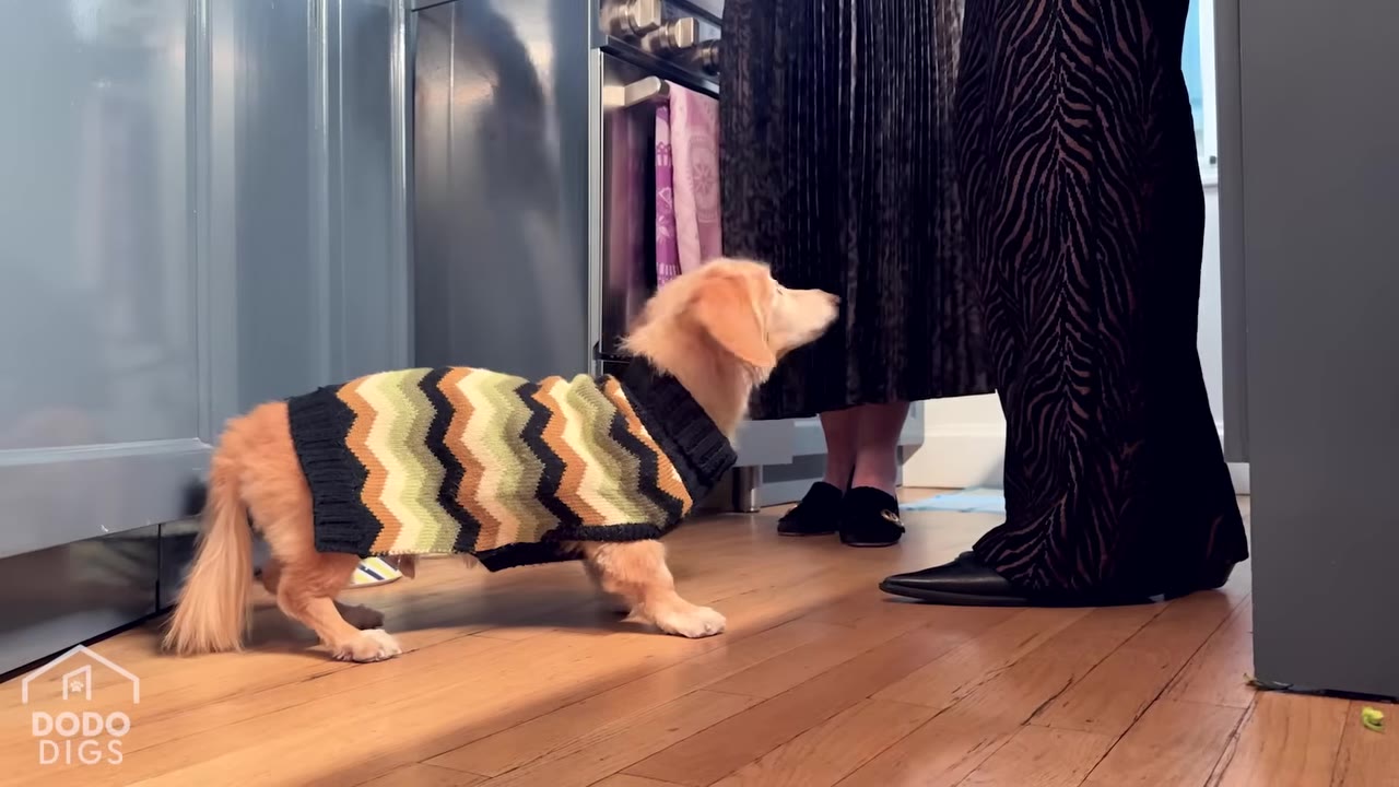 A small long-haired dachshund wearing a green, brown, and yellow patterned sweater stands on a wooden floor in a kitchen with blue cabinets, looking up at two people.