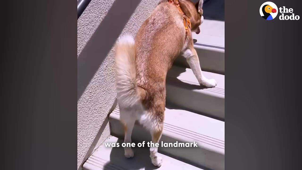 A brown and white dog wearing an orange harness climbs up a flight of outdoor concrete stairs, viewed from behind.