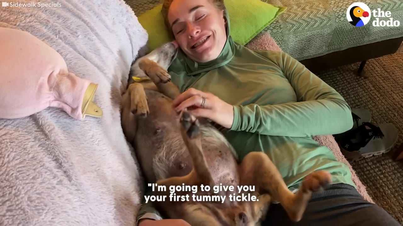 A small brown dog lies on its back on a bed next to a smiling woman who is giving it a tummy tickle.