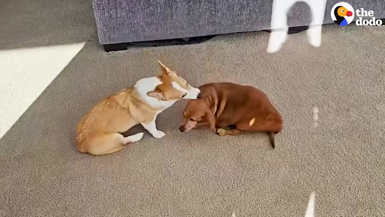 A tan and white corgi-mix dog gently sniffs a brown dachshund lying on a grey carpet.