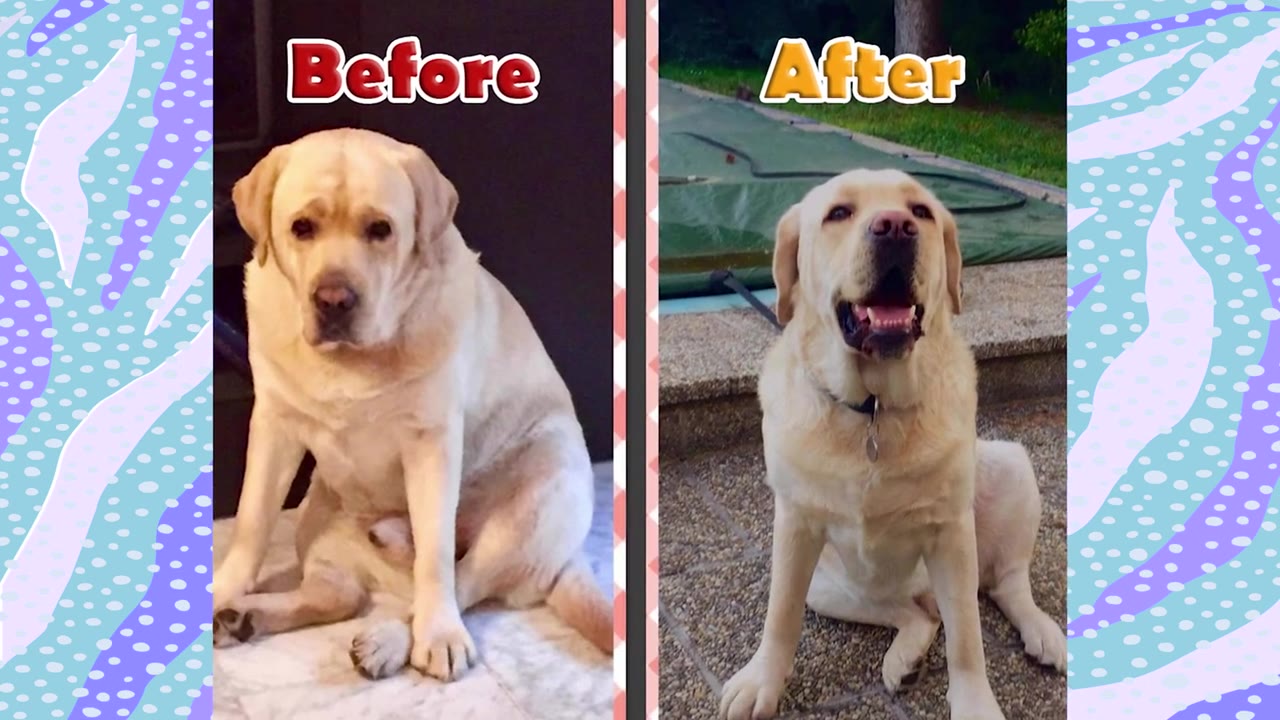 A side-by-side before and after comparison of a yellow Labrador retriever, showing him noticeably heavier on the left under the word 'Before' and much slimmer and happier on the right under the word 'After'.