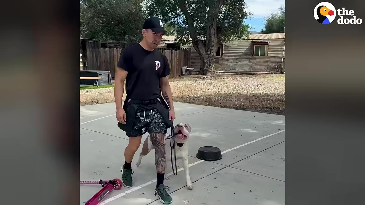 A man wearing a black t-shirt, shorts, and a baseball cap walks a brown and white dog on a leash on a concrete patio, with the dog looking up at him happily.
