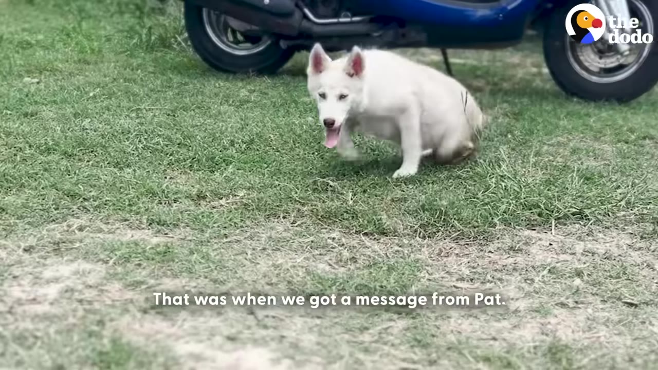 A white puppy with its tongue out sits on a grassy lawn in front of a blue scooter, with a subtitle that reads 'That was when we got a message from Pat.'