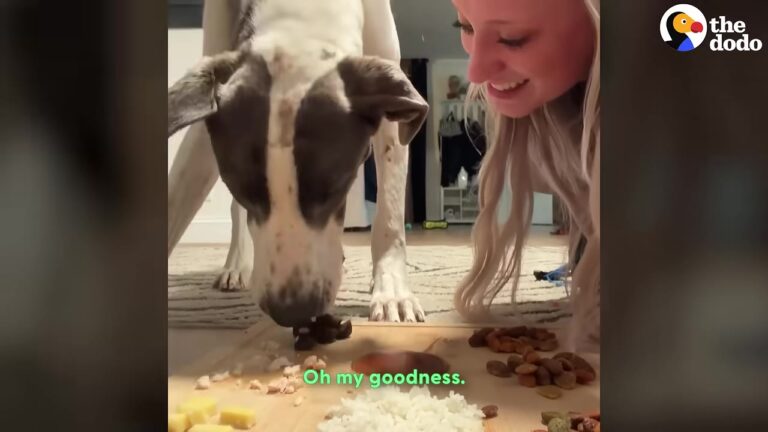 Nothing Could Make This Texas Dog Eat Until Her Rescuer Discovered What She Truly Needed