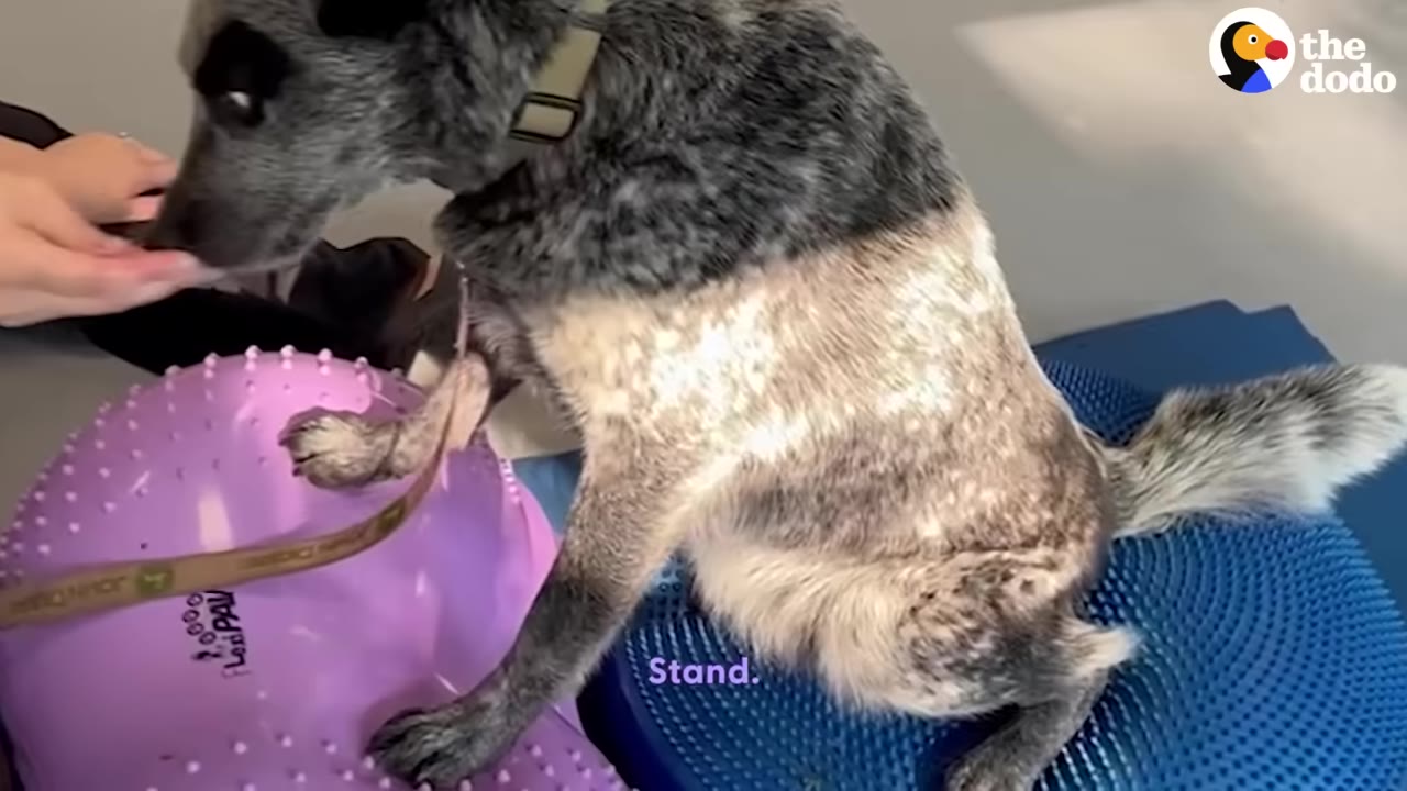 A blue heeler dog stands with its front paws on a purple textured balance pod and its hind legs on a blue balance disc during a physical therapy session.