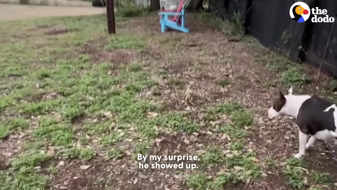 A small dog on the right looks toward a tiny squirrel standing upright in a grassy backyard.
