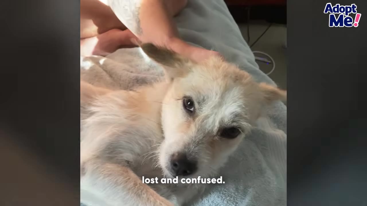 A light-colored, scruffy dog named Audrey lies on a light blue blanket, looking sad and subdued as a hand gently pets her head.