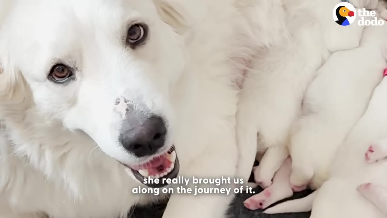 A white dog looks up at the camera while nursing her newborn puppies.