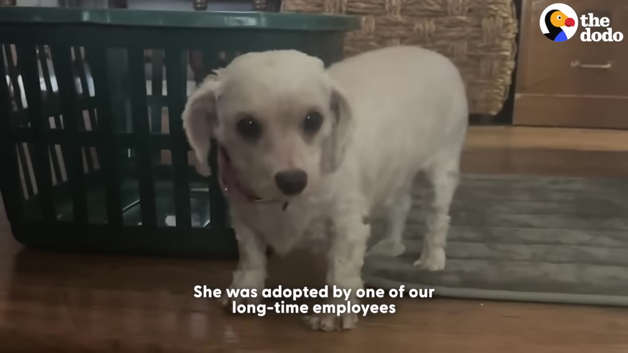 A small white dog stands indoors on a wooden floor next to a green plastic basket.