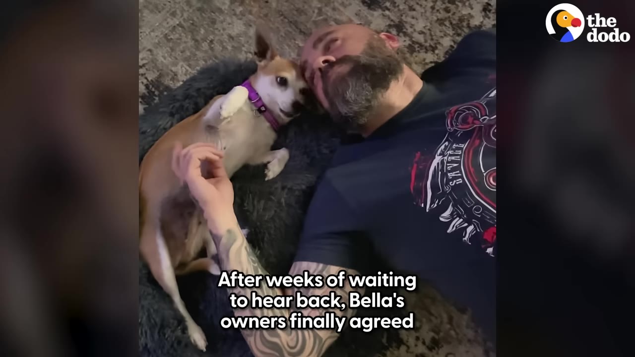 A man with a beard and tattoos lies on the floor next to a small brown and white dog wearing a purple collar in a dog bed, with text overlay reading 'After weeks of waiting to hear back, Bella's owners finally agreed'.