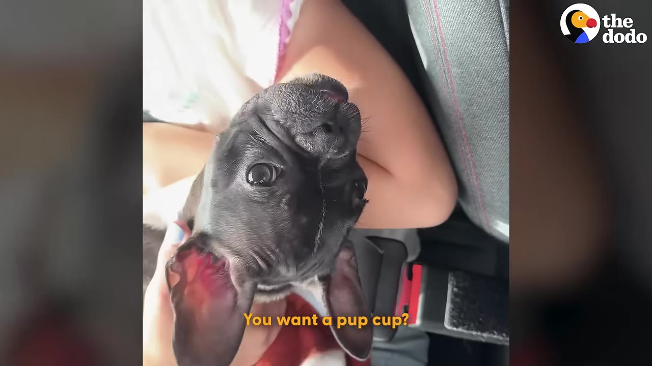 A close-up shot of a black French bulldog puppy looking up with wide, curious eyes while being held.