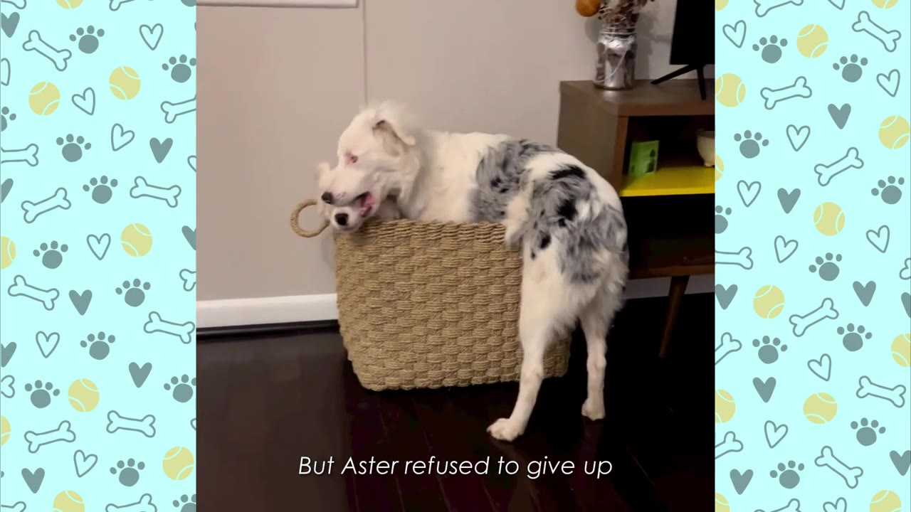 A white and grey merle dog climbs into a woven basket where another white dog is already sitting.