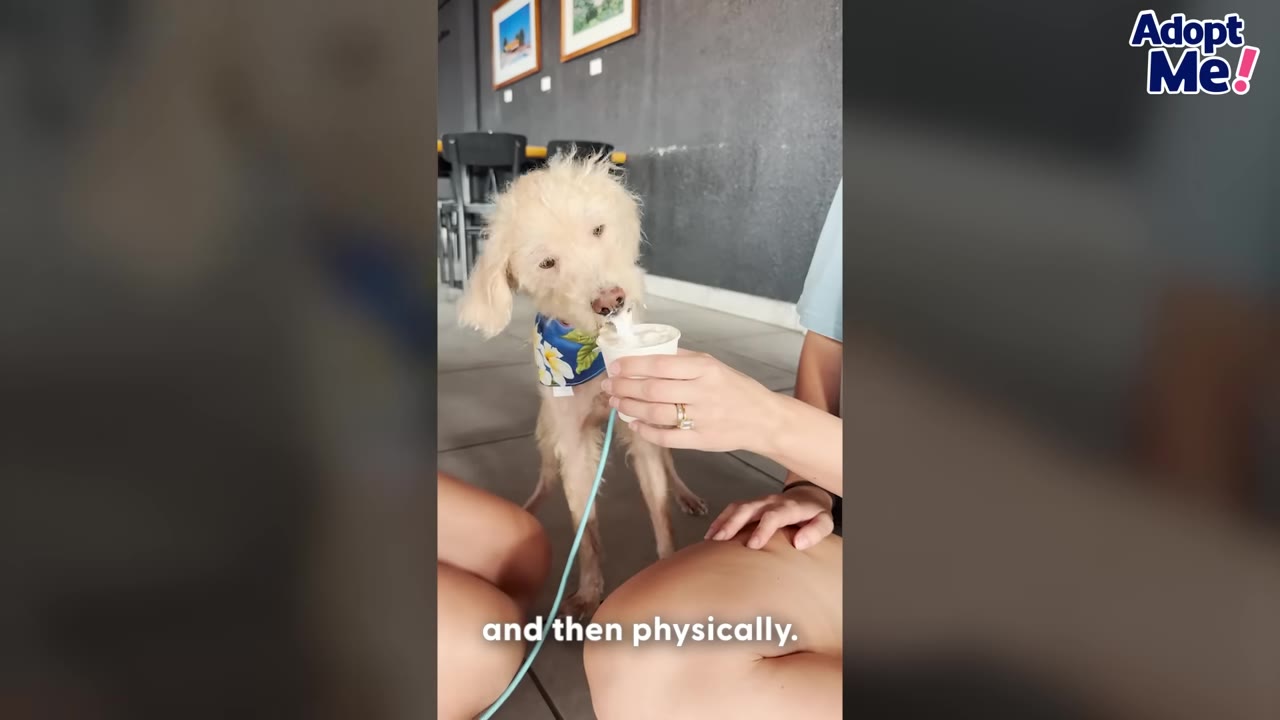 A fluffy, light-colored dog wearing a blue floral bandana licks a treat from a small cup held by a person.