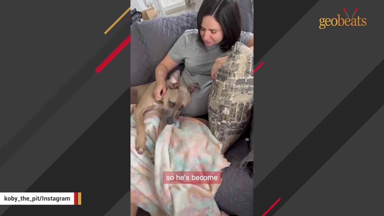 A tan dog rests its head on a pregnant woman's lap as she sits on a couch and gently pets its head.