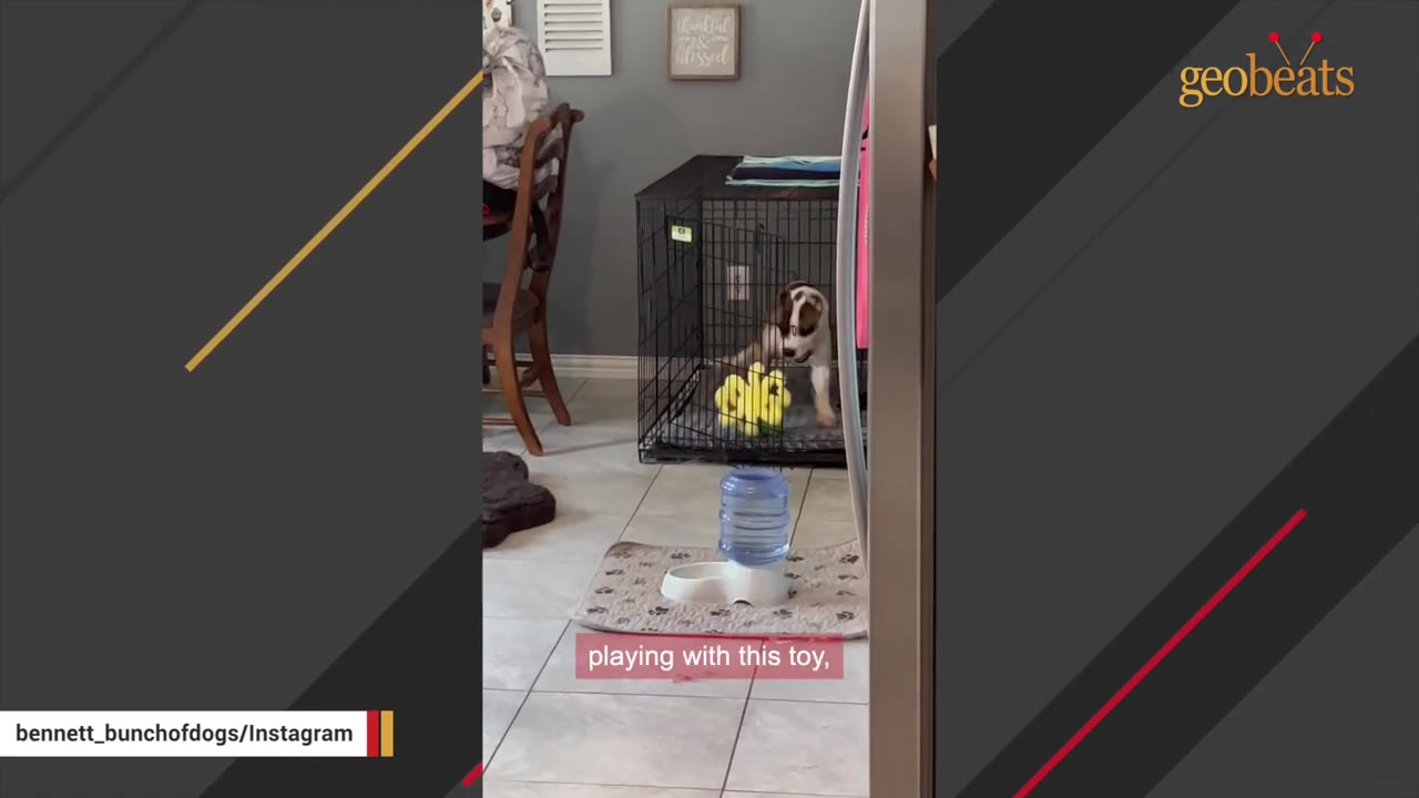 A brown and white puppy inside a wire dog crate in a kitchen, playing with a bright yellow toy.
