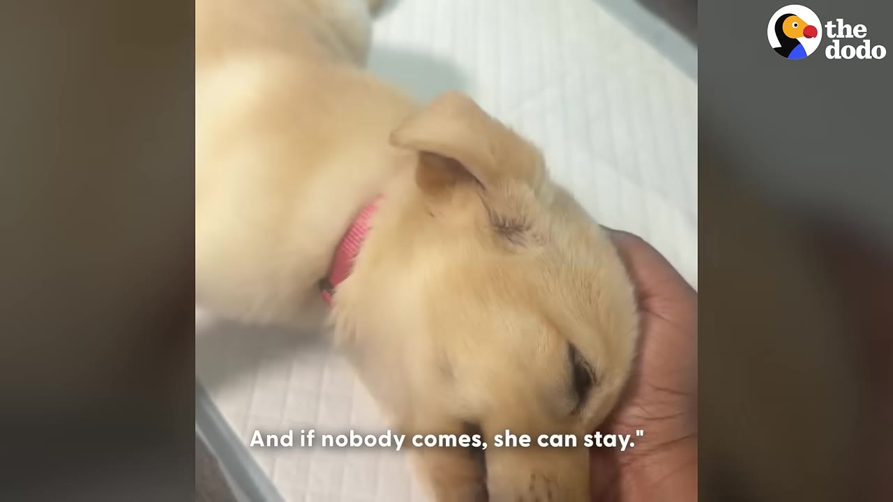 A close-up shot of a person's hand gently cradling the head of a small, sleeping light-colored puppy wearing a pink collar.