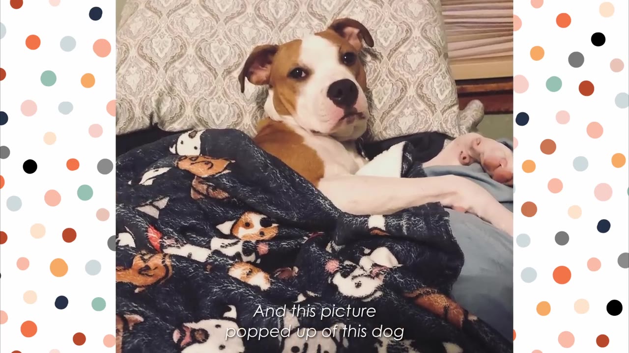 A brown and white dog lying in bed under a patterned blanket, looking directly at the camera.