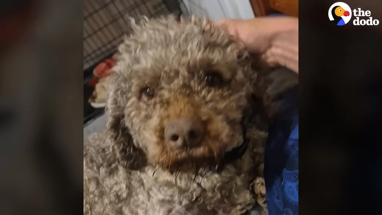 A close-up of a curly-haired brown dog looking gently at the camera while a human hand softly pets her head.