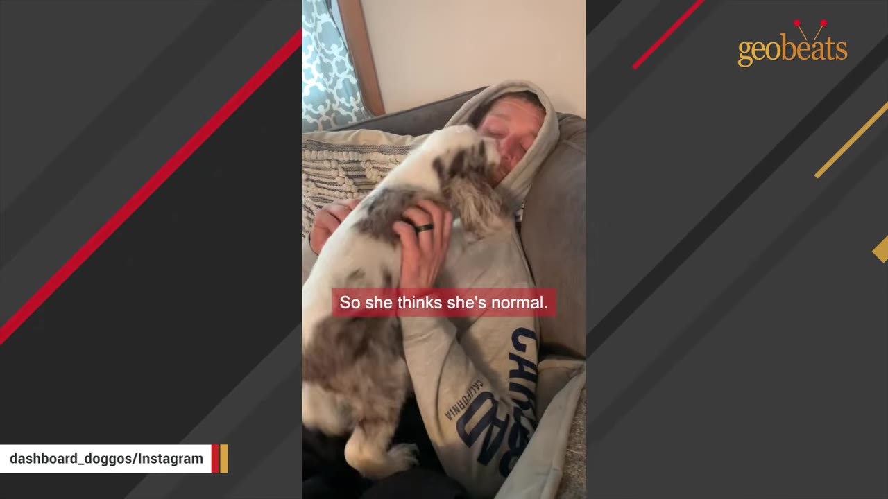 A fluffy white and brown dog cuddles with a man wearing a grey hooded sweatshirt on a couch.