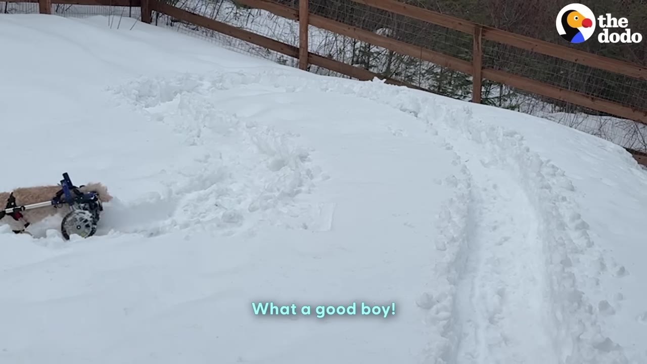 A small, fluffy light-colored dog using a blue two-wheeled mobility cart navigates through a path shoveled in deep snow.