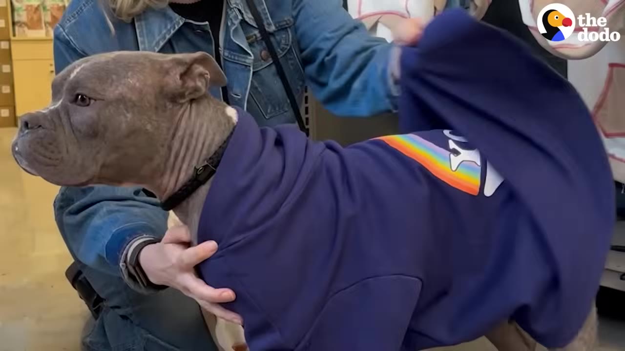 A grey dog wearing a purple hoodie with a rainbow graphic is being fitted by a person in a denim jacket.
