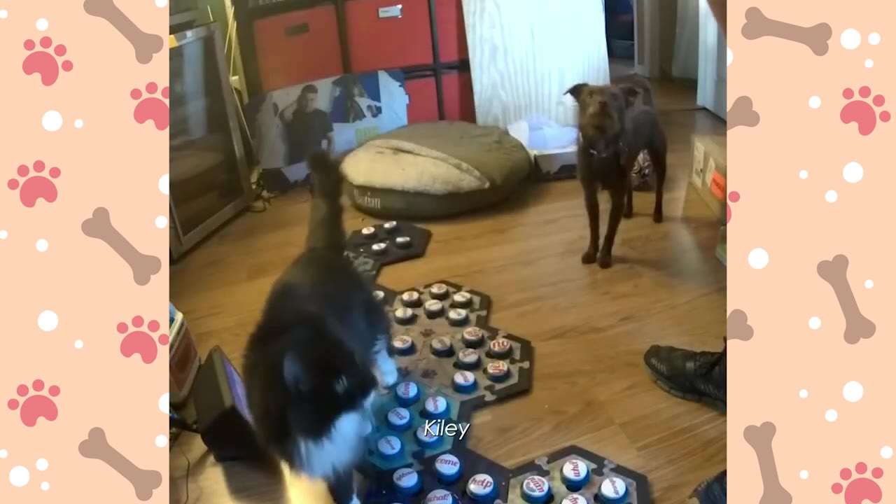 A brown dog stands on a wooden floor looking towards a black and white cat standing on a soundboard with blue and white buttons.