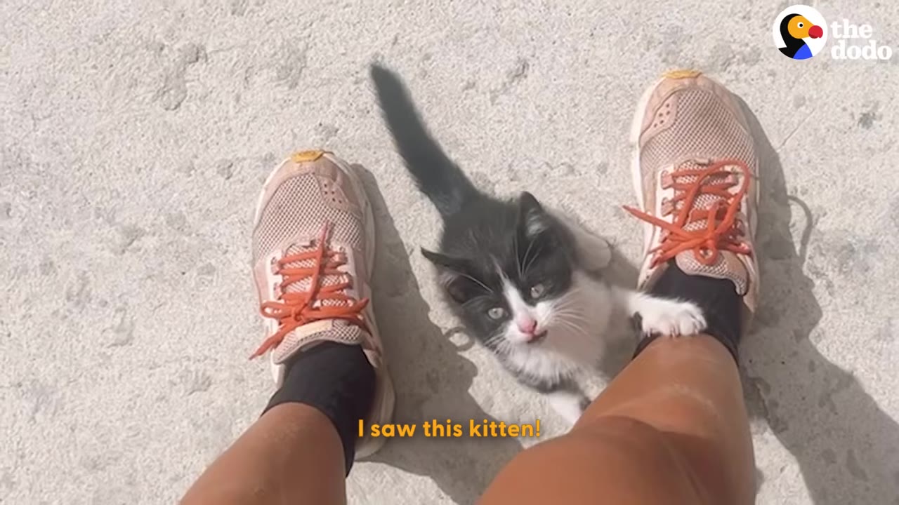 A first-person perspective looking down at a tiny black-and-white kitten standing on the pavement between a person's feet wearing pink sneakers.