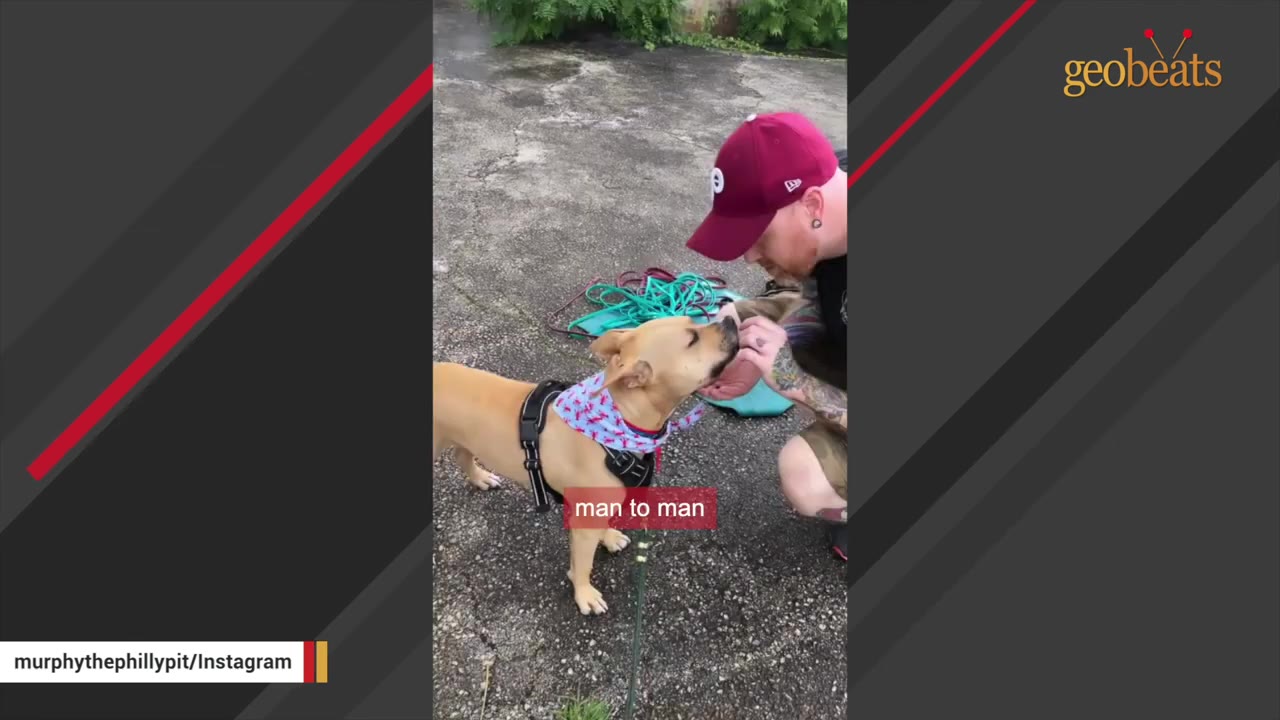 A tan dog wearing a harness and a patterned bandana stands outdoors, gently interacting with a man wearing a red baseball cap who is kneeling down to pet him.