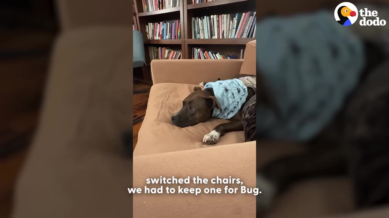 A brown dog wearing a blue patterned bandana lies comfortably on a tan armchair.