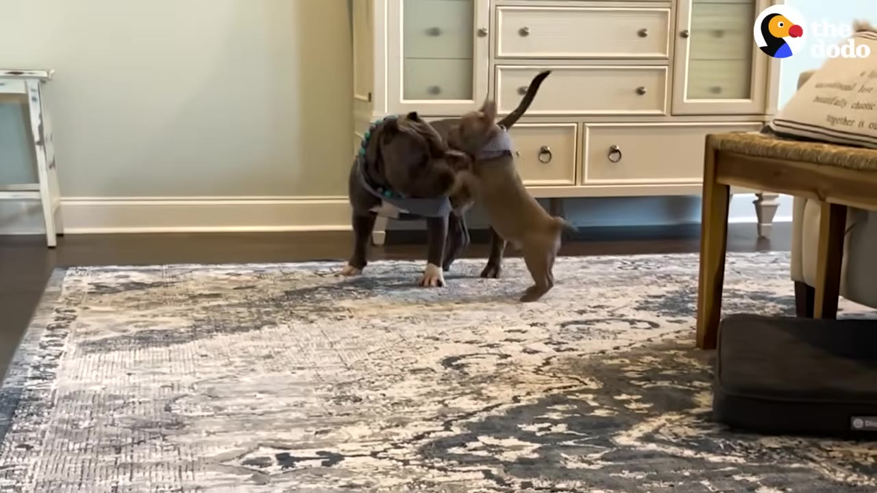 A small grey puppy stands on its hind legs to play with a larger grey dog on a patterned rug in a living room.