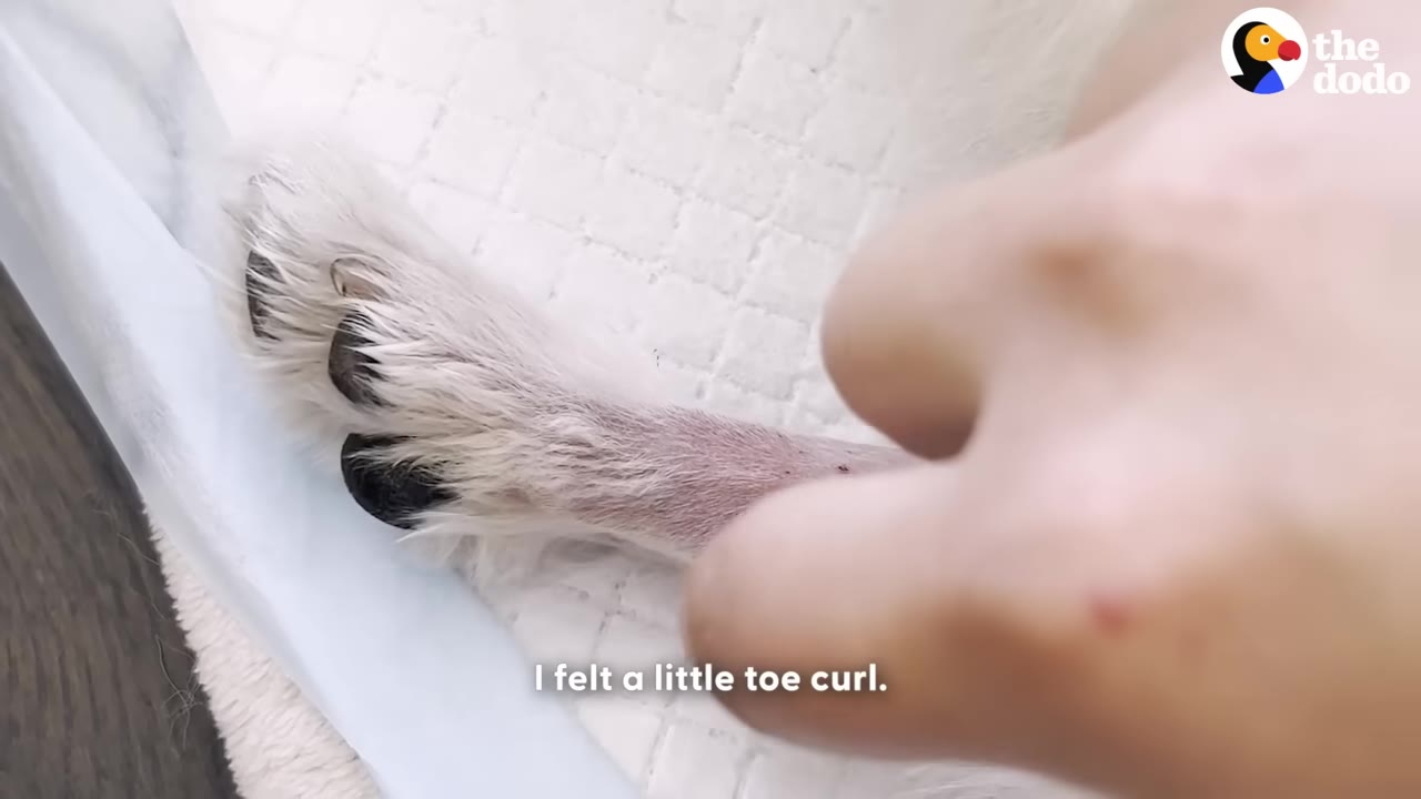 A close-up of a person's hand gently touching a white dog's paw, with the text 'I felt a little toe curl.' displayed at the bottom.