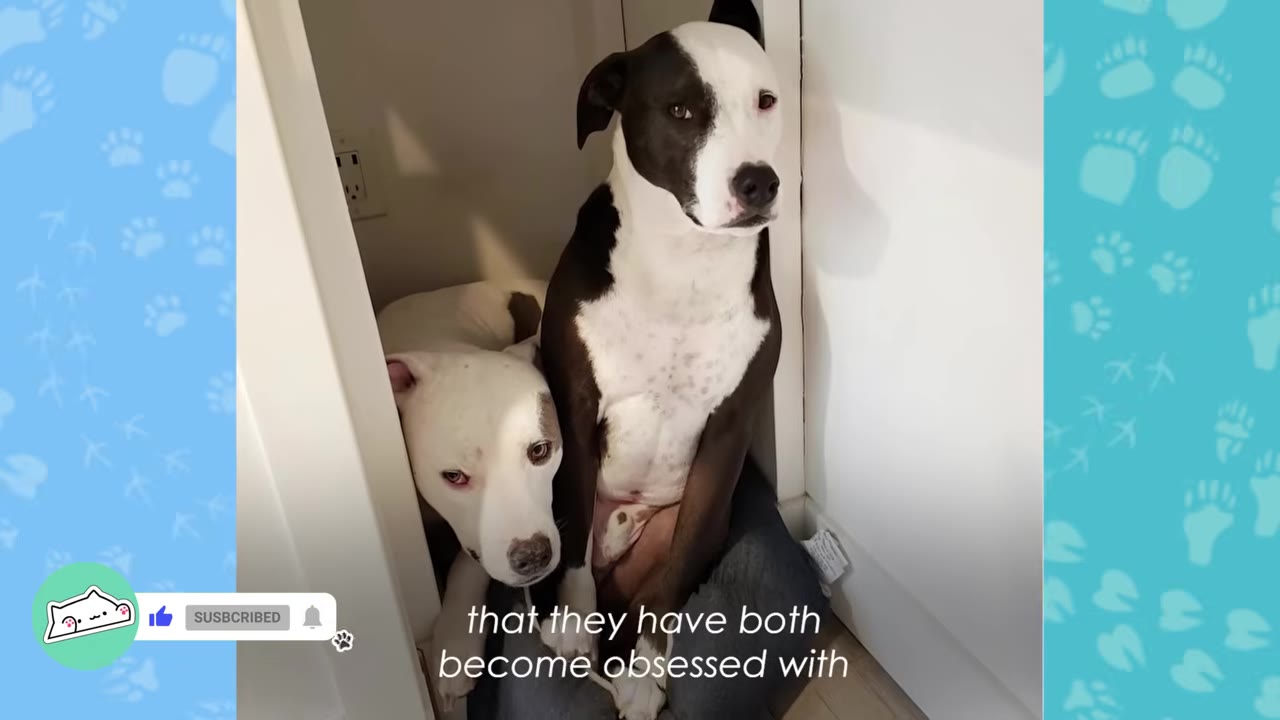 A white dog and a black-and-white dog sit squeezed together inside a small, narrow cabinet nook.