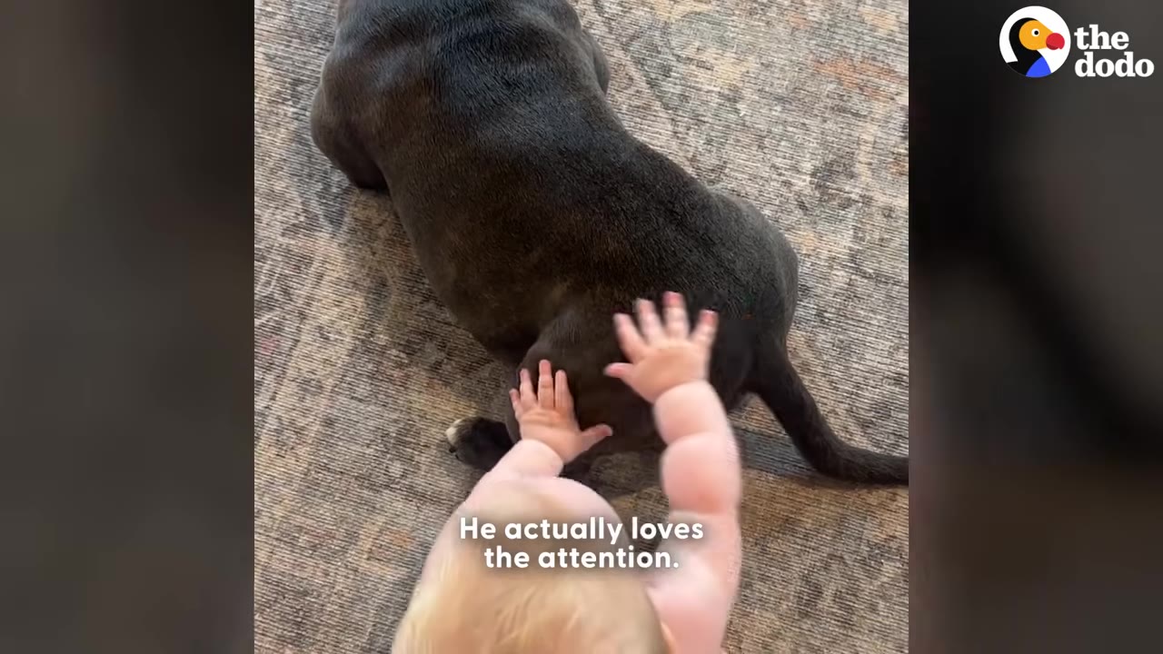 An overhead shot of a baby crawling on a patterned rug toward a dark grey dog lying down, reaching out to touch the dog's back with both hands.
